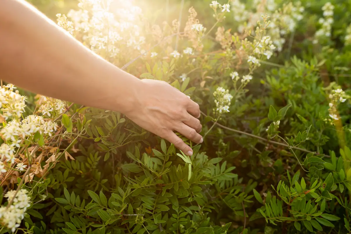 Main effleurant des plantes en fleur dans une lumière douce, évoquant la douceur et la reconnexion au vivant