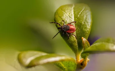 Maladie de Lyme et automne : comprendre la réactivation des symptômes et l’apport de la naturopathie