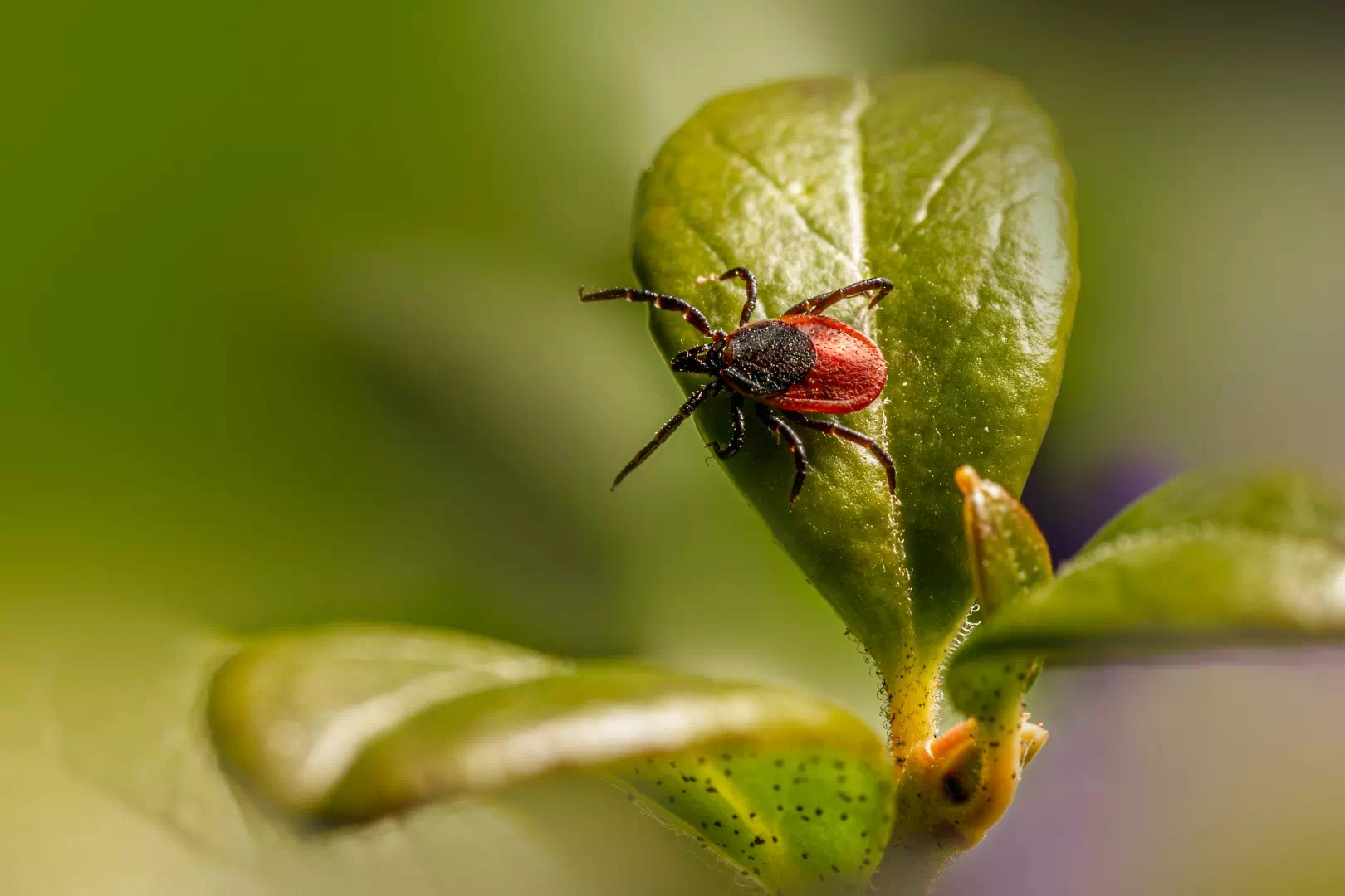 Gros plan d'une tique sur une feuille verte illustrant les causes de la maladie de Lyme en automne et le risque de borréliose.